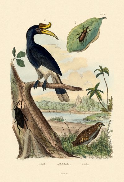 Quail by French School